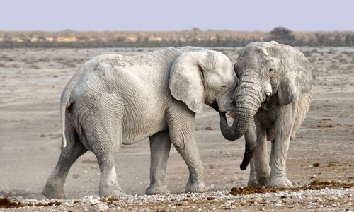 KVÍZ: Jak dobře znáte Africké zvířata?